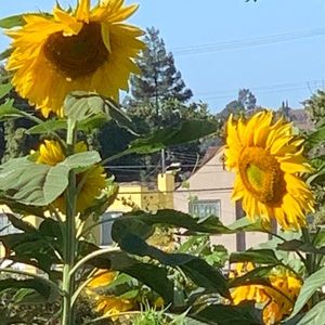 Meet your Posher, Gregory